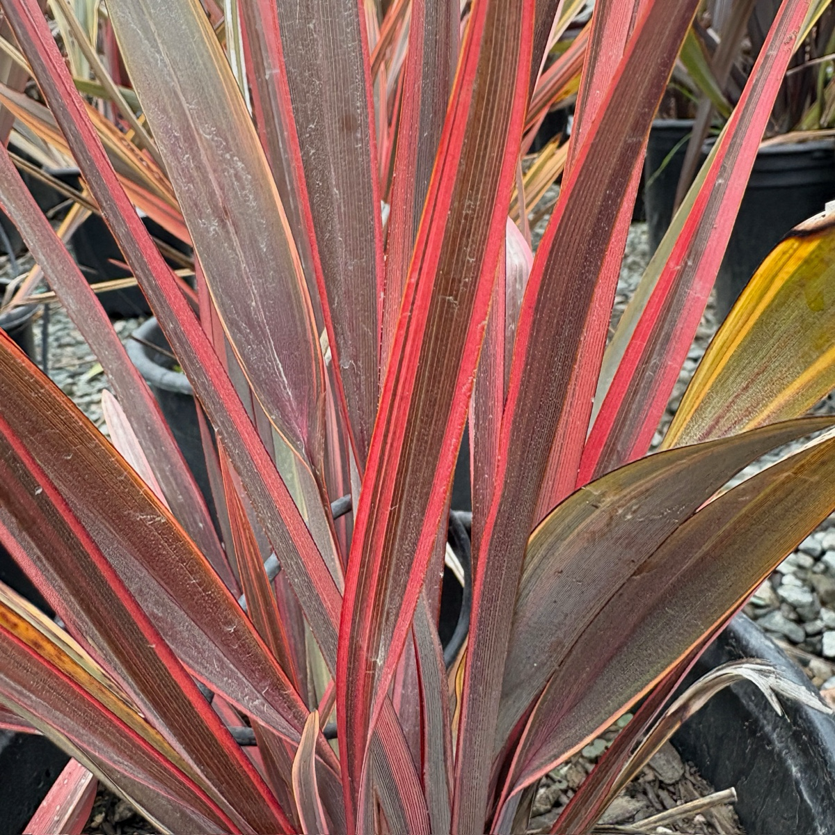 Sundowner New Zealand Flax