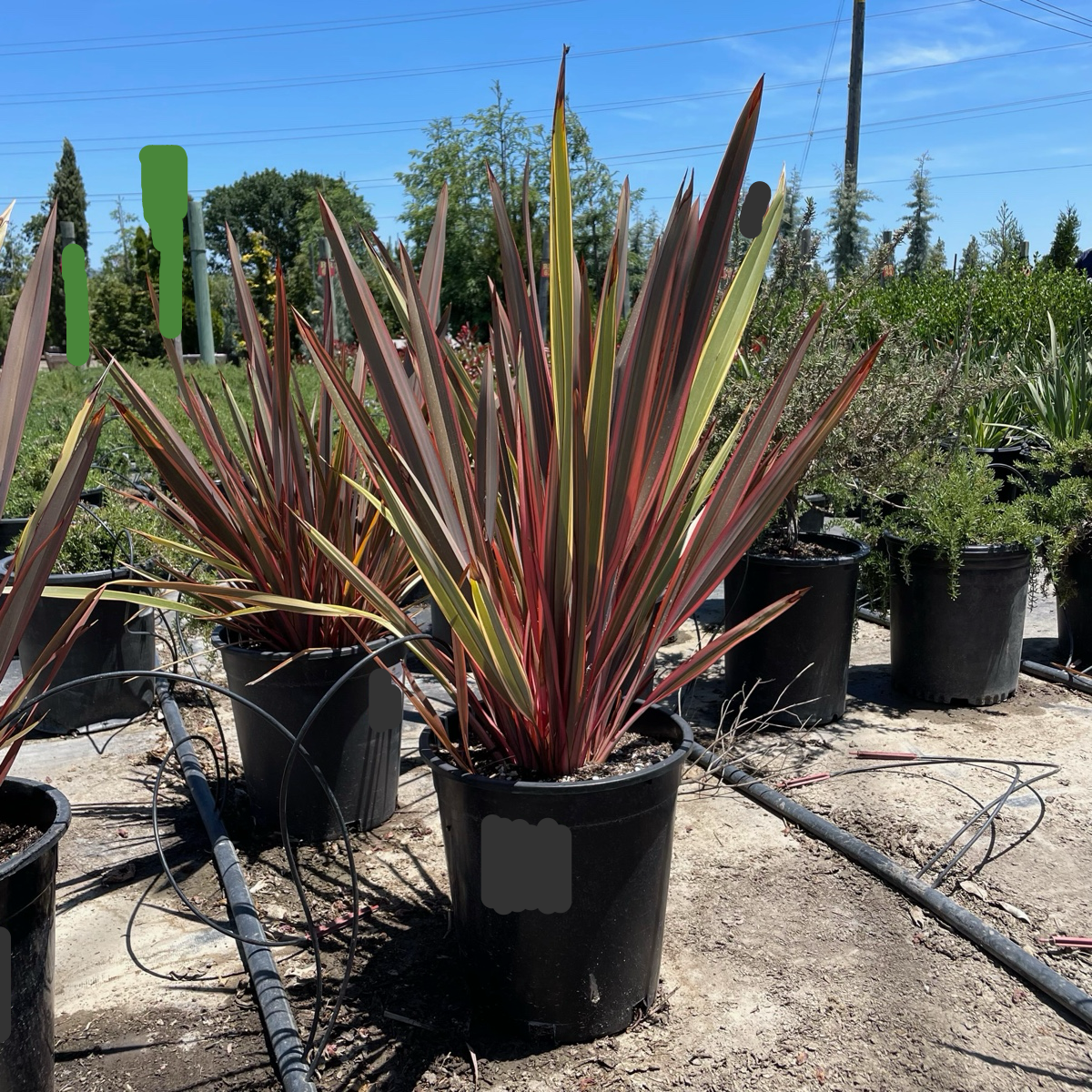 Sundowner New Zealand Flax