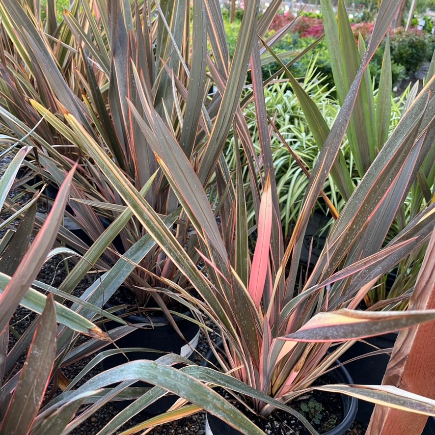Sundowner New Zealand Flax