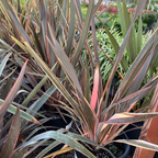 Sundowner New Zealand Flax