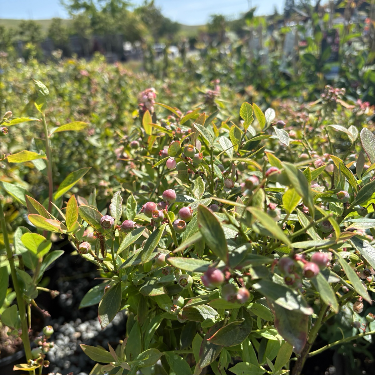 Sunshine Blue Blueberry bushes with berries in a field