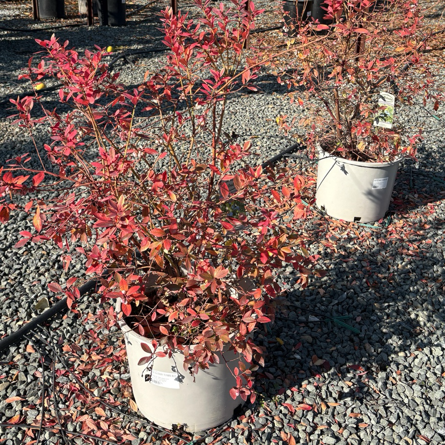 Potted Sunshine Blue Blueberry plants with red foliage on a gravel ground with more plants in the background.