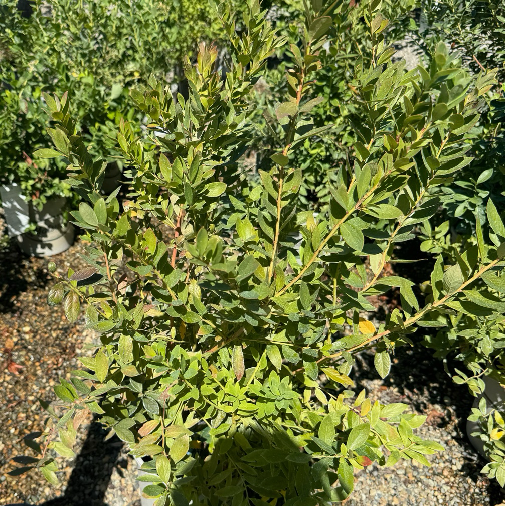Sunshine Blue Blueberry bush with leaves in a garden setting
