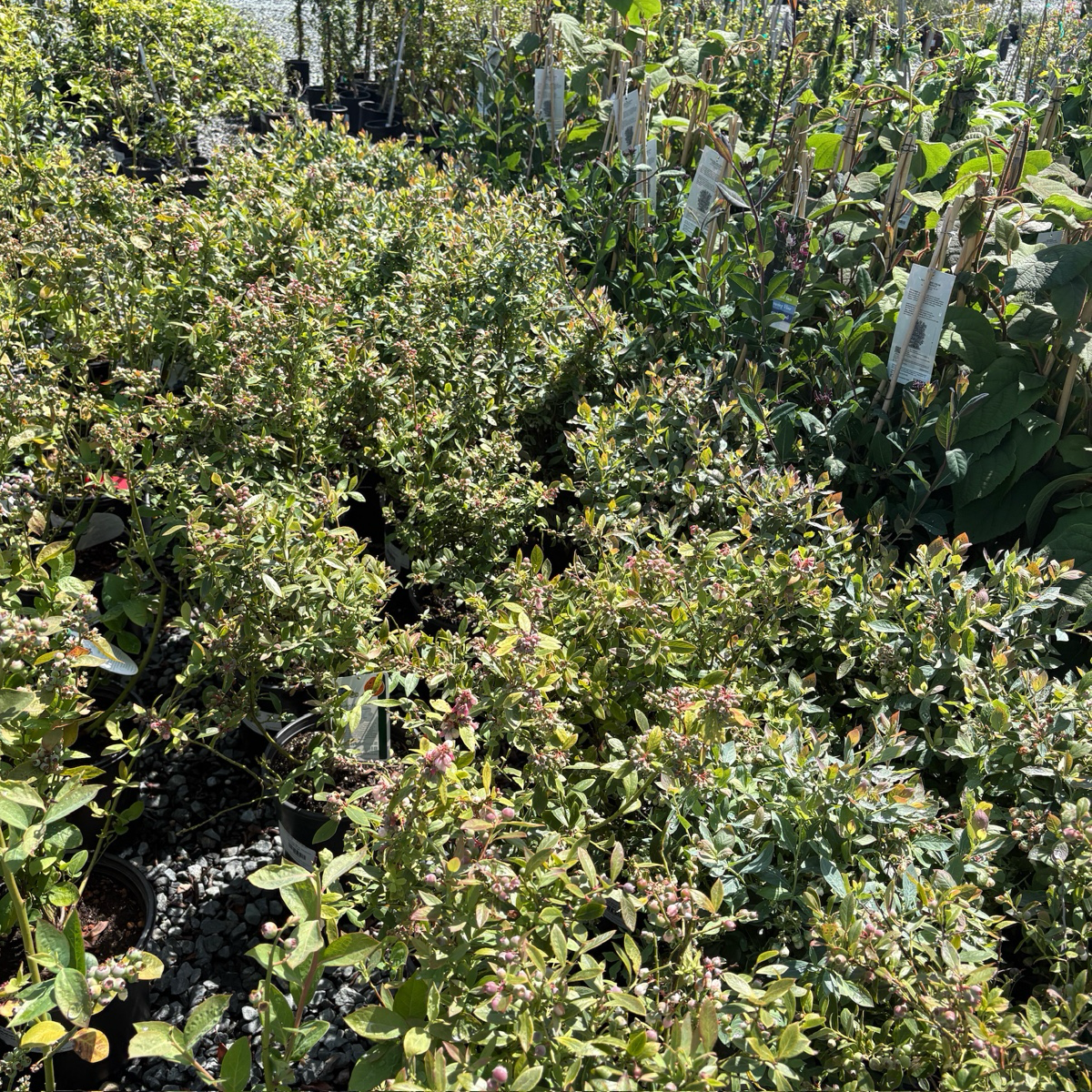 Row of Sunshine Blue Blueberry shrubs with small pink flowers in a garden setting.
