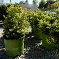 Sunshine Privet