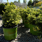 Sunshine Privet