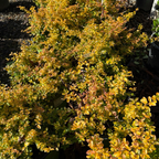 Sunshine Privet