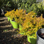 Sunshine Privet