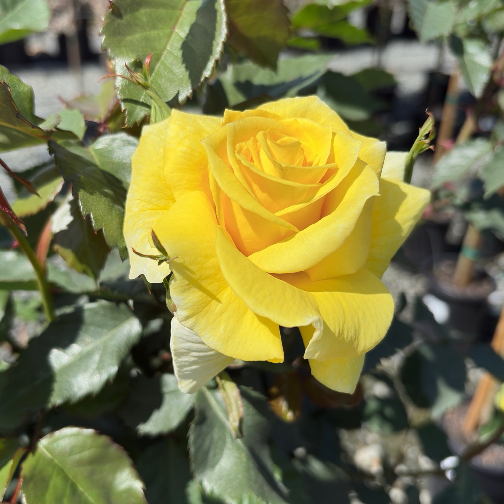 Sunsprite Floribunda Rose