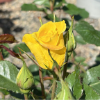 Sunsprite Floribunda Rose
