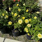 Sunsprite Floribunda Rose