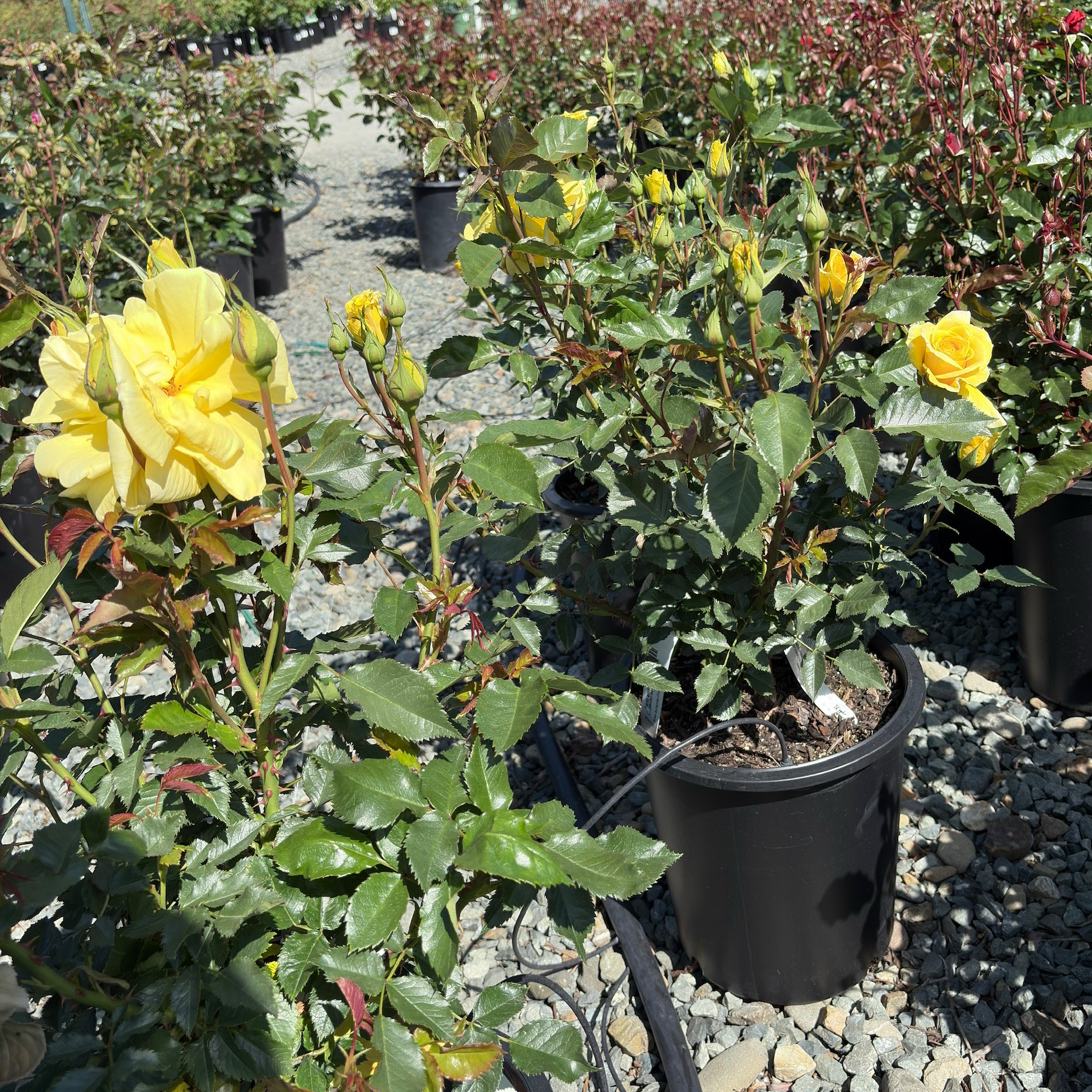 Sunsprite Floribunda Rose