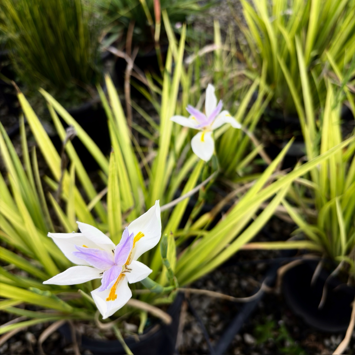 White and purple flowers with green leaves, Sunstripe Fortnight Lily、Yellow Striped Butterfly Iris, Wild Iris, Fairy Iris, Fortnight Lily