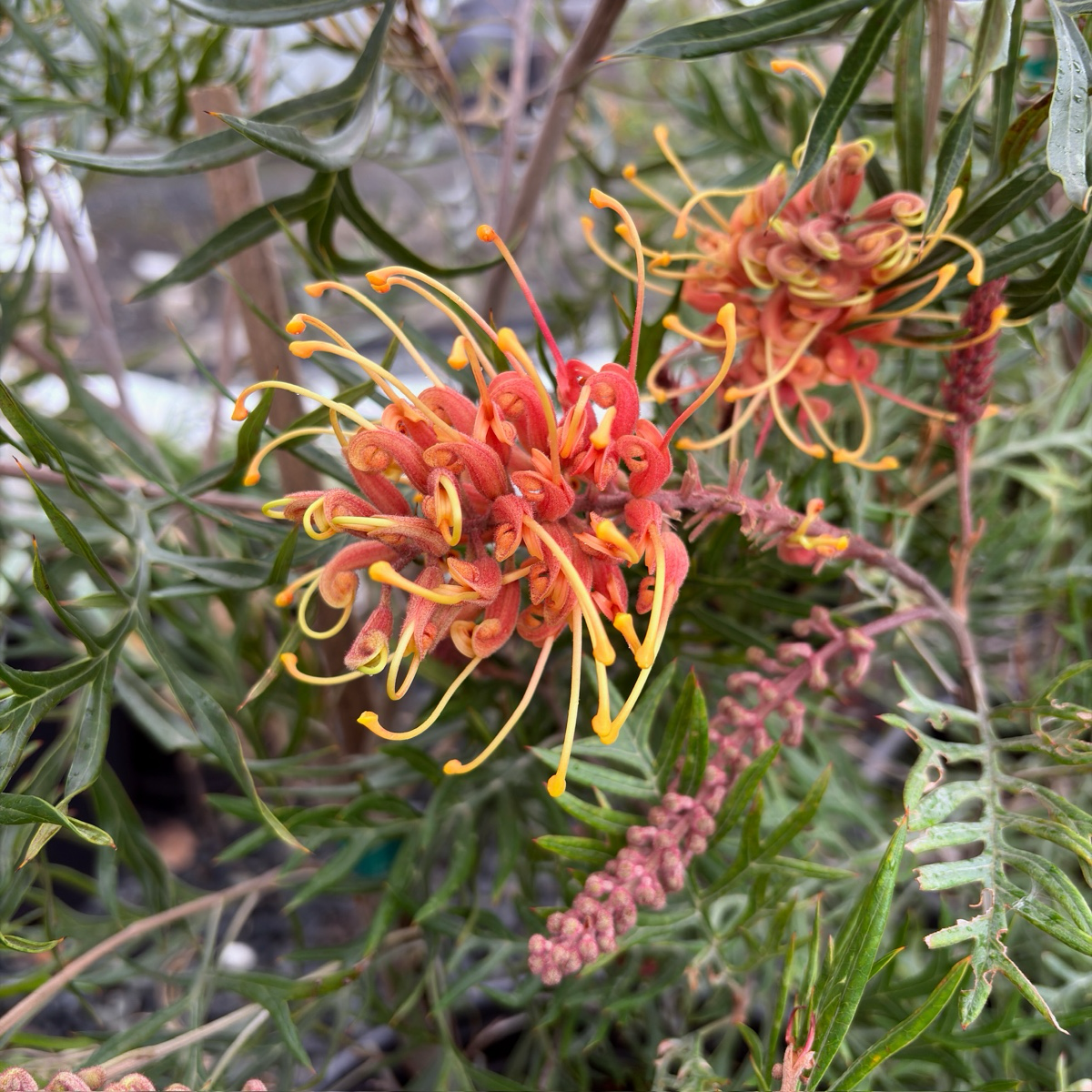 Superb Grevillea