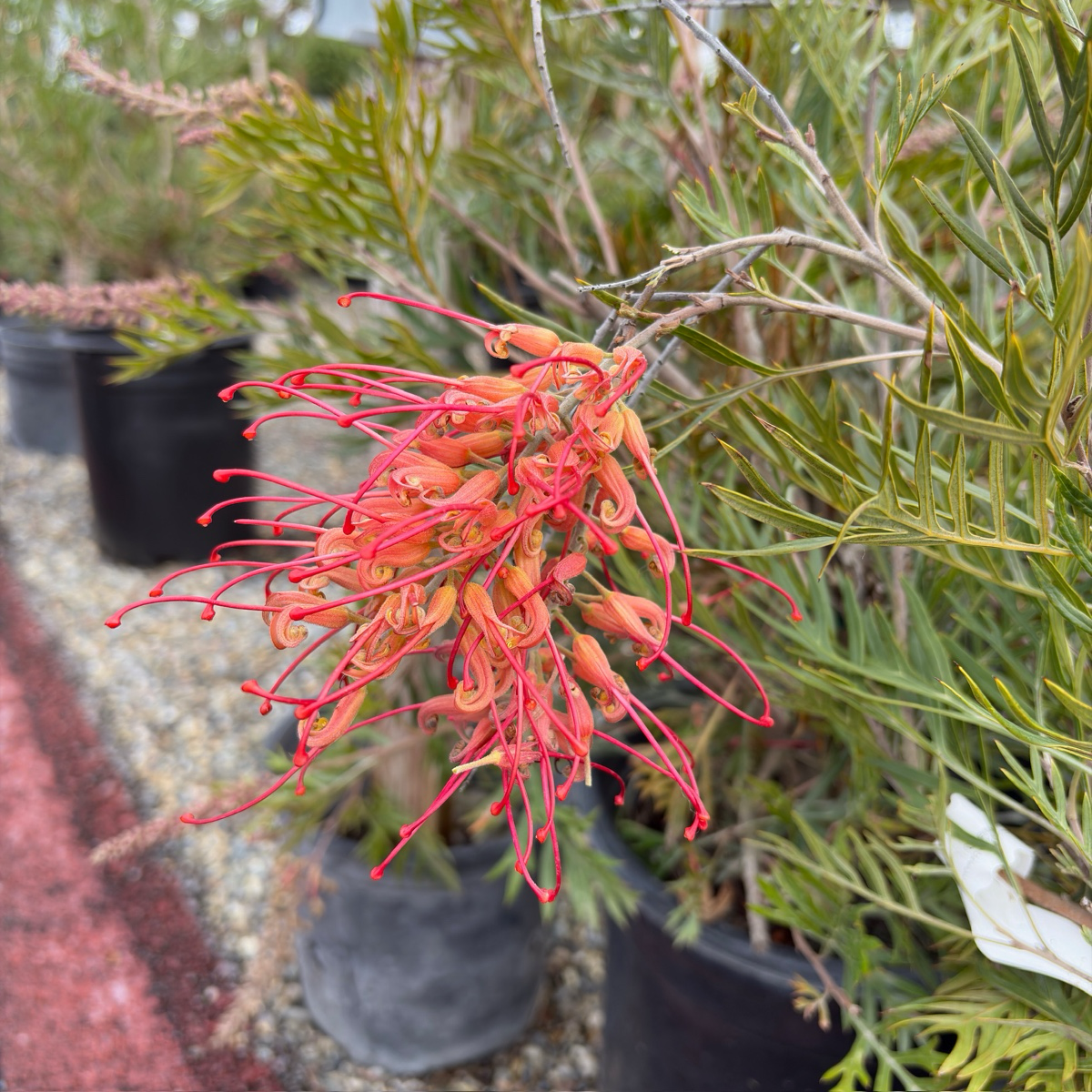 Superb Grevillea