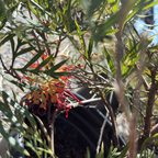 Superb Grevillea