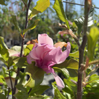 Pink flower Susan Magnolia with green leaves in a natural setting