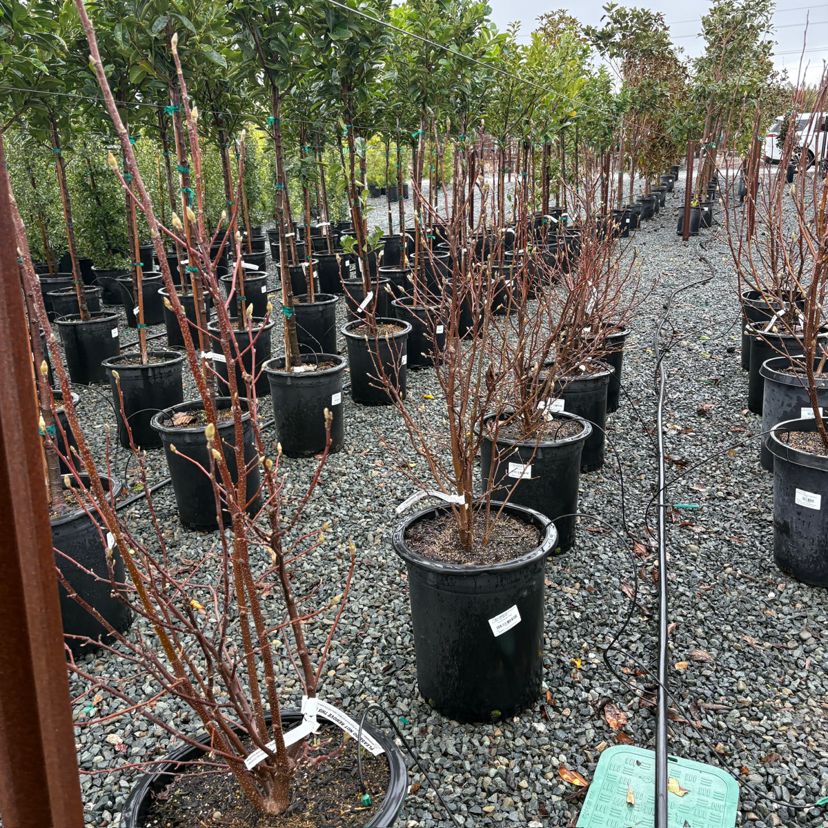 Row of potted Susan Magnolia plants in a nursery setting