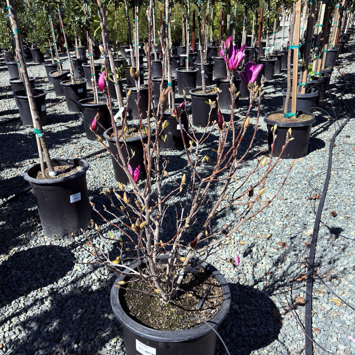 Row of potted Susan Magnolia plants with purple flowers in a nursery setting