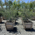 Swan Hill Olive Tree