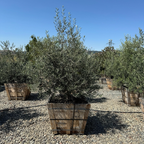 Swan Hill Olives®