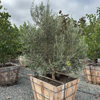 Swan Hill Olives