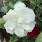 Swan Lake™ Camellia