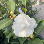 Swan Lake Camellia