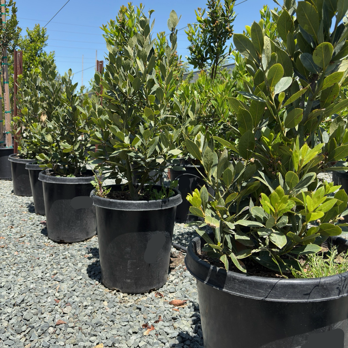 Sweet Bay Laurel