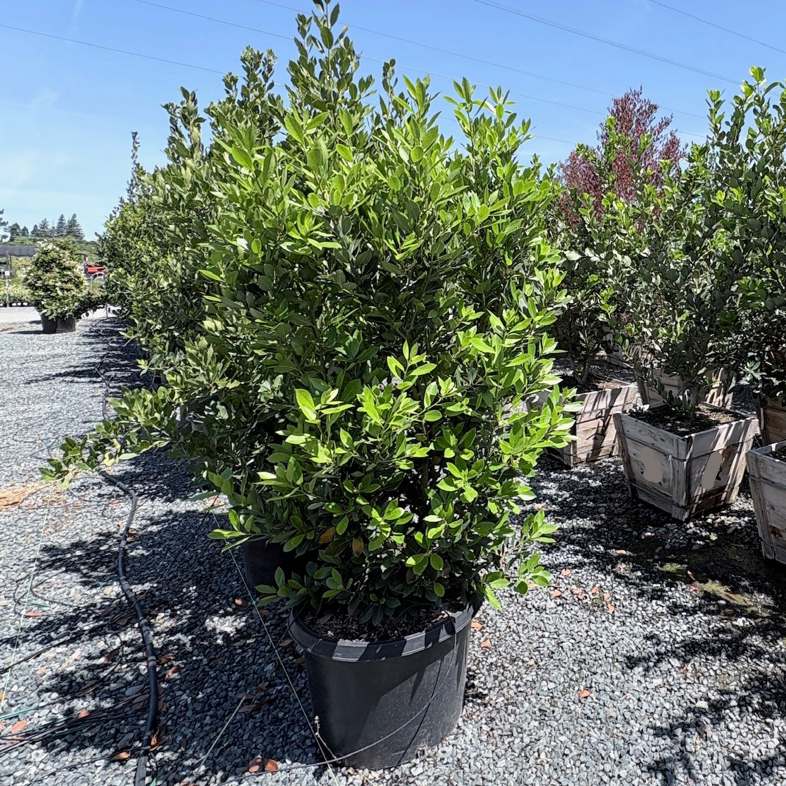 Sweet Bay Laurel
