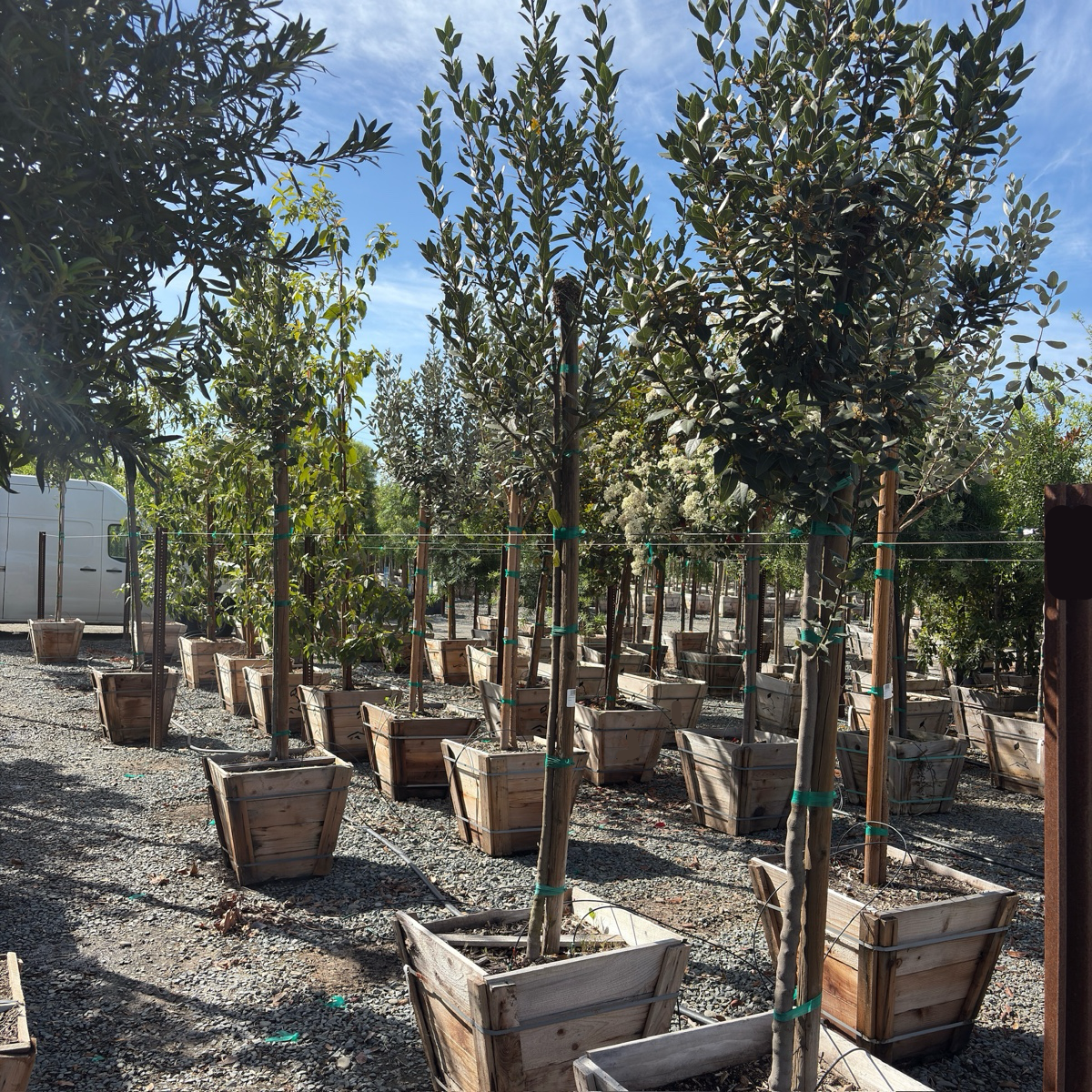 Sweet Bay Laurel