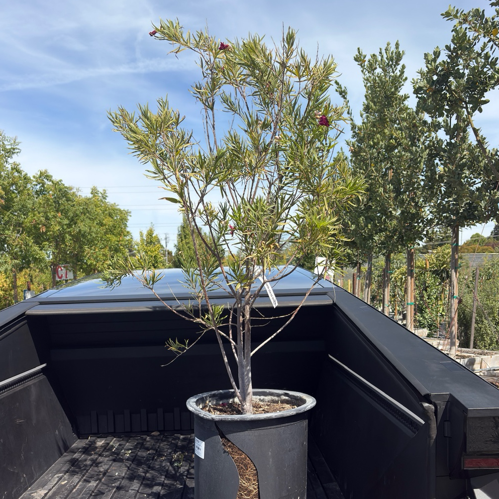 Sweet Bubba Desert Willow