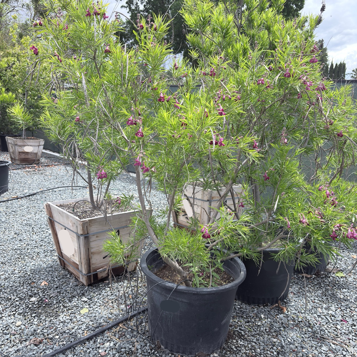 Sweet Bubba Desert Willow