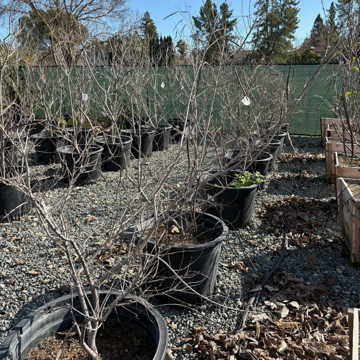 Sweet Bubba Desert Willow