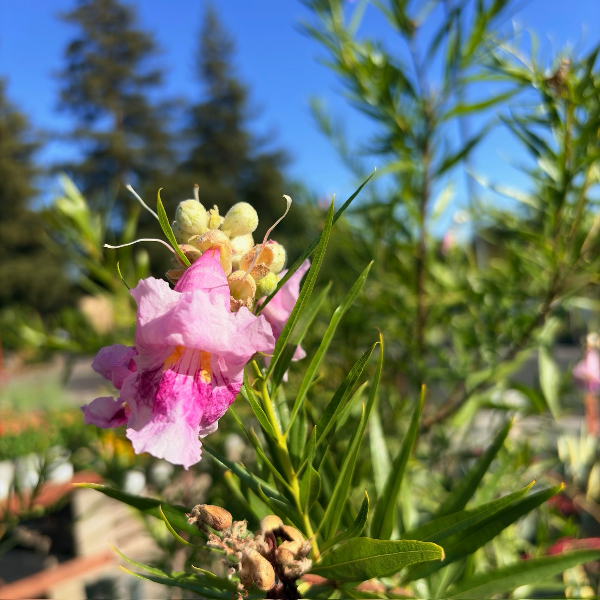 Sweet Bubba Desert Willow