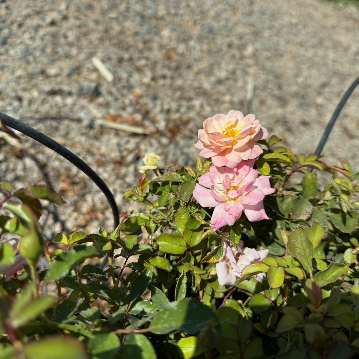 Pink Sweet Drift Rose flowers with green leaves on a blurred background