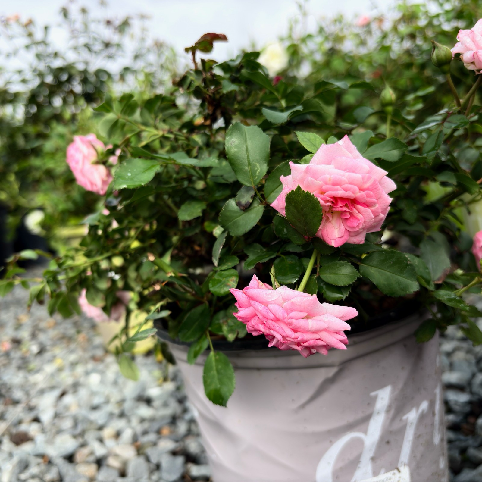 Pink Sweet Drift Rose flowers in a pot with green leaves against a blurred garden background