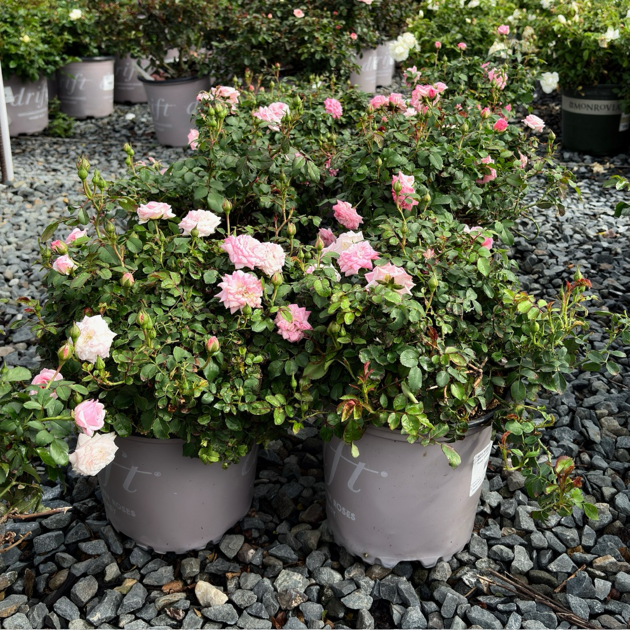 Potted Sweet Drift Rose plants with pink and white flowers on a gravel surface