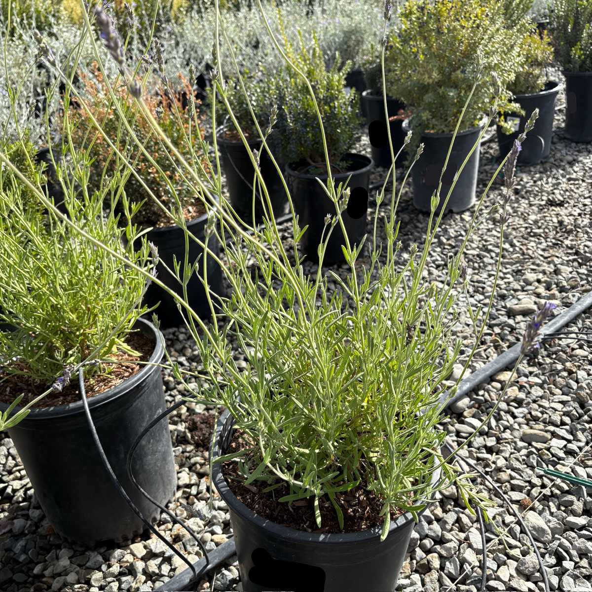 Sweet Lavender (Lavandula heterophylla) | Honey-Scented Hybrid