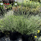 Sweet Lavender