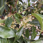 Sweet Tea Olive