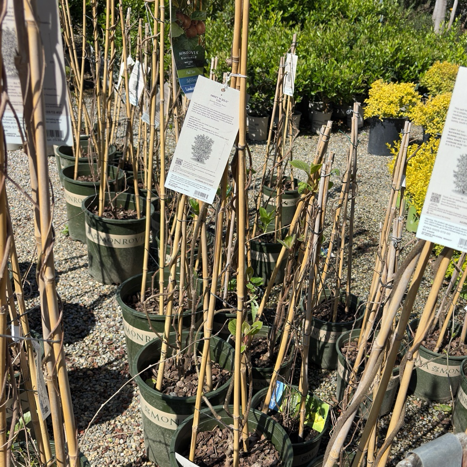 Sweet'n Solo Kiwi Vine