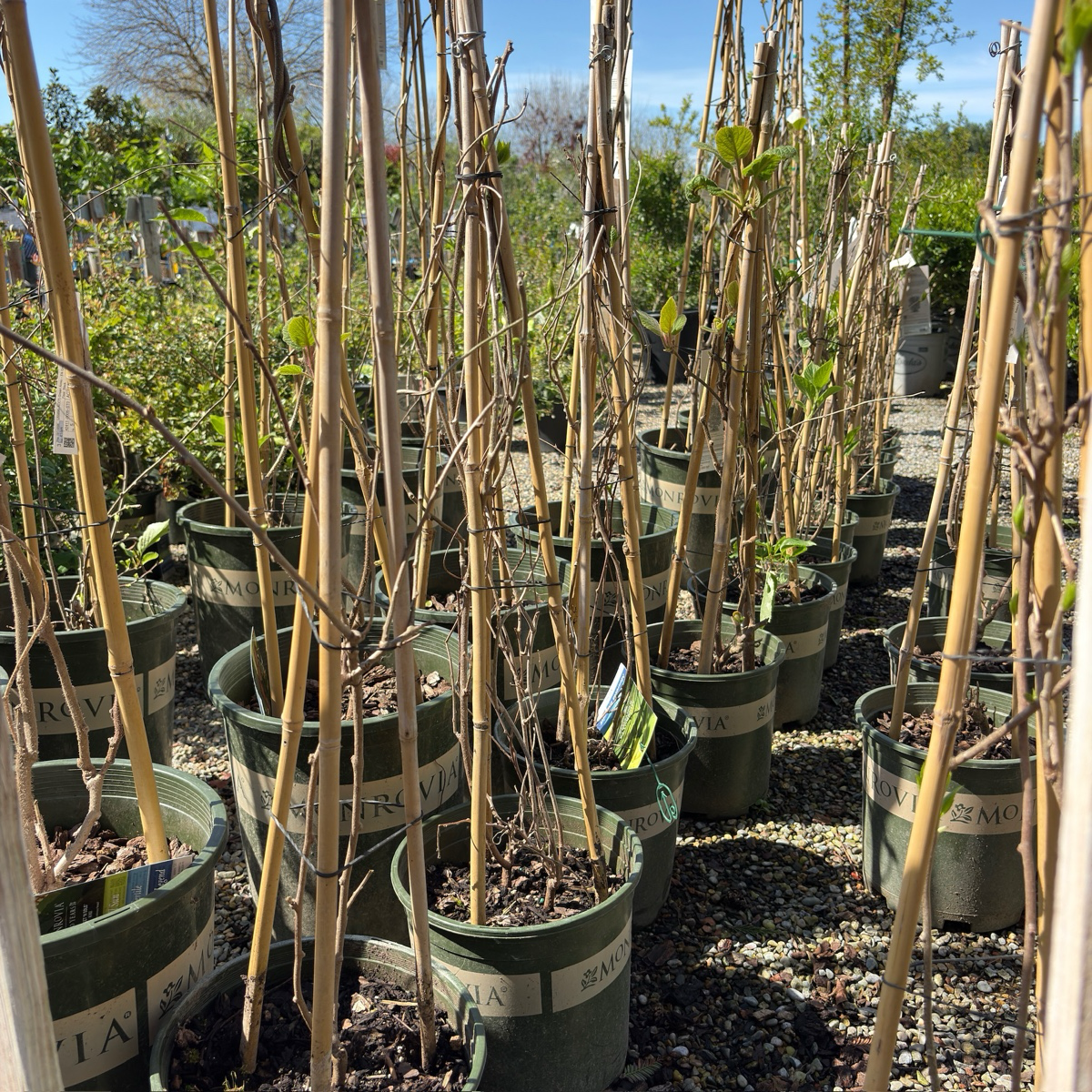 Sweet'n Solo Kiwi Vine