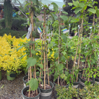 Sweet'n Solo Kiwi Vine