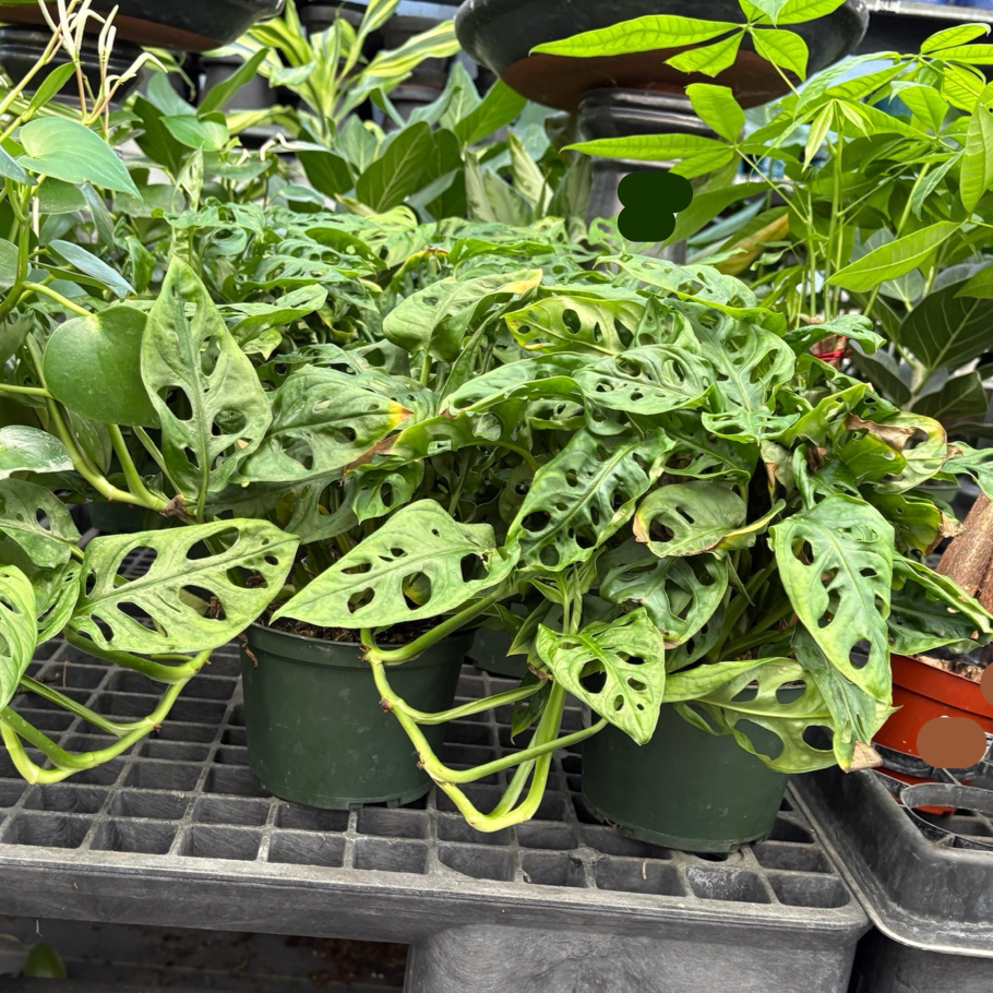 Swiss Cheese Vine - 1 Gallon