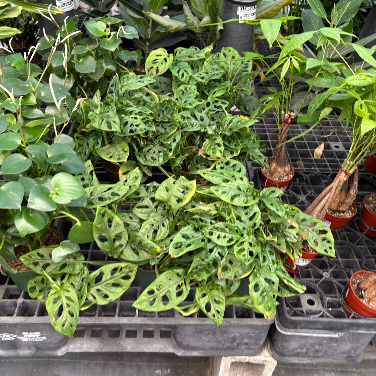 swiss cheese plant price Swiss Cheese Vine