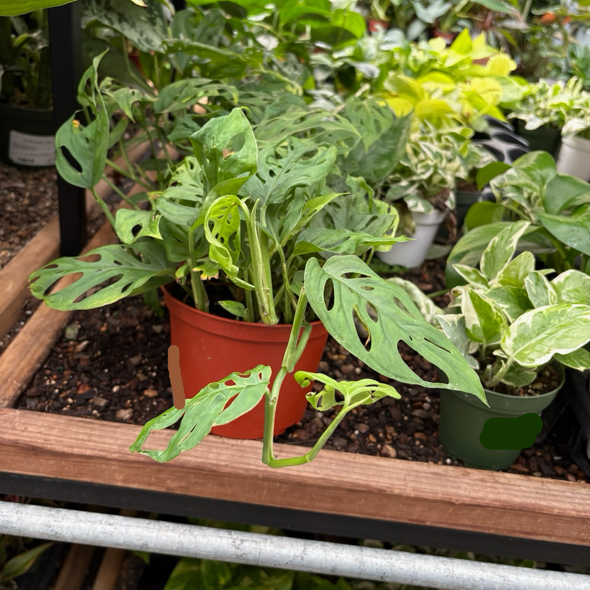 swiss cheese vine plant for sale Swiss Cheese Vine