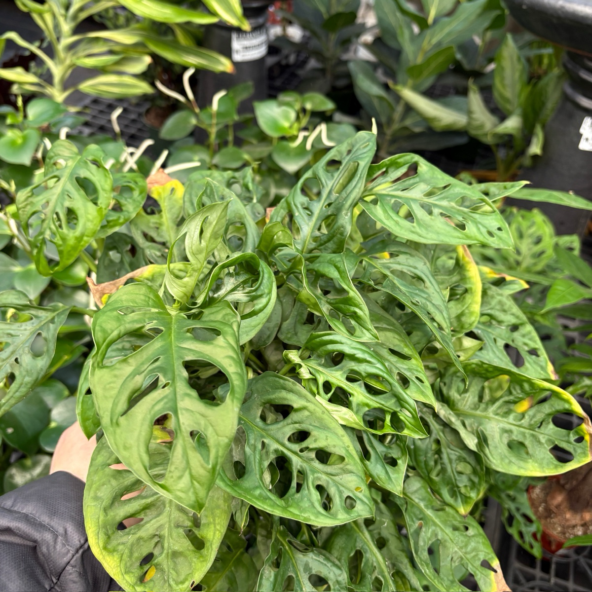 monkey mask plant vs swiss cheese Swiss Cheese Vine