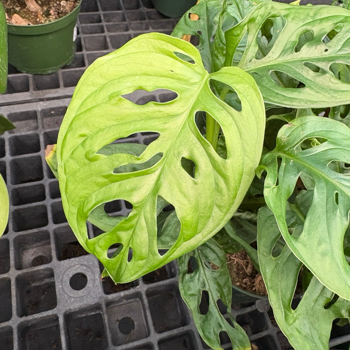 swiss cheese plant news Swiss Cheese Vine