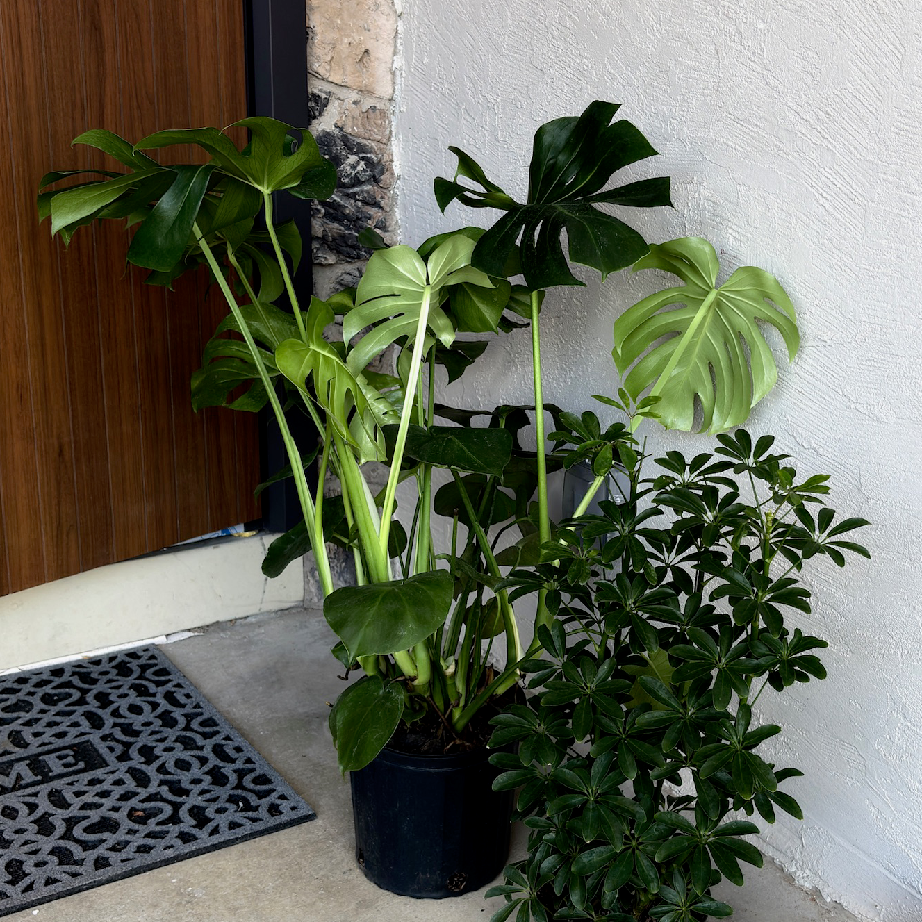 Swiss Cheese Plant | Split Leaf Indoor Monstera – Victory Nursery